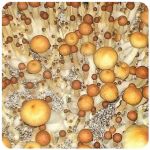 Псилоцибиновые (галлюциногенные)  грибы Psilocybin "Golden Teacher" в Апшеронске