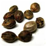 Семена марихуаны АК-47  (Seeds AK-47) в Апшеронске